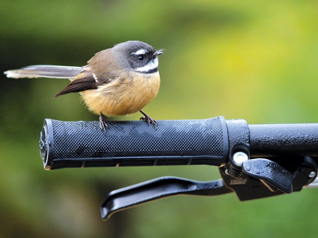 A-cheeky-fantail-stops-by-to-say-hi.jpg