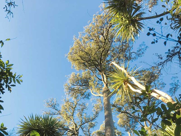 Kahikatea,-New-Zealand's-tallest-trees,-Riccarton-bush.jpg
