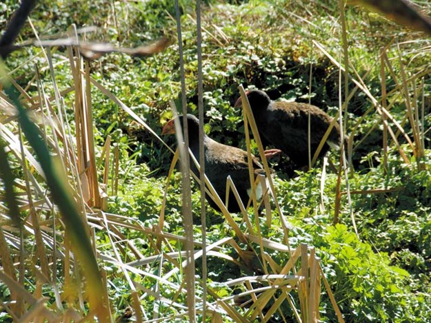 Secretive-takahe-in-the-wetland,-Sanctuary-Mountain.jpg