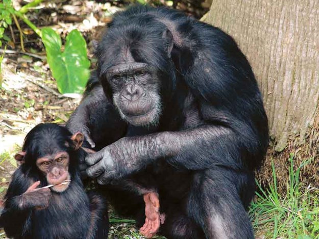 The-interaction-between-the-chimpanzees-was-lovely-to-watch.jpg