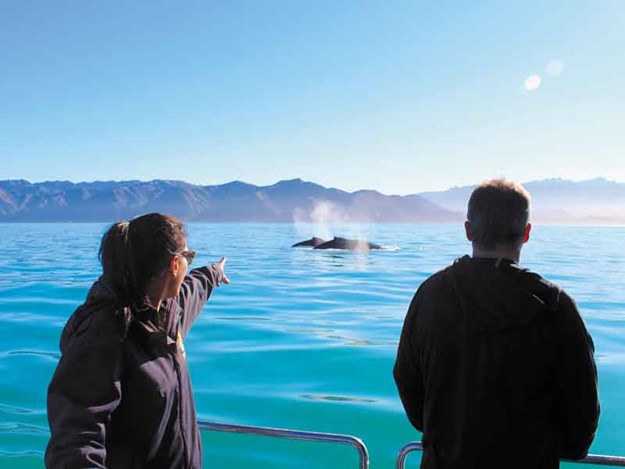 Whale-spotting.jpg