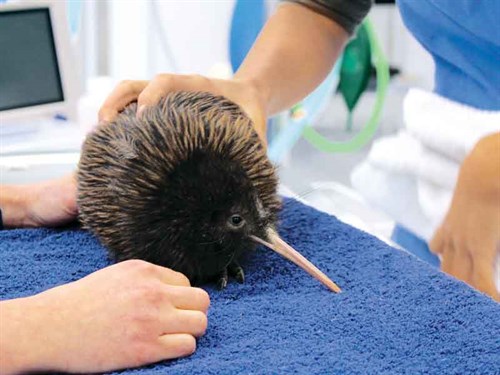 Brown -Kiwi -are -regular -visitors -to -Wildbase -Hospital