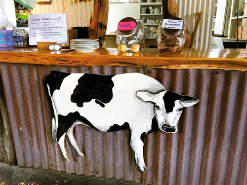 Counter -at -the -Cow -Cafe