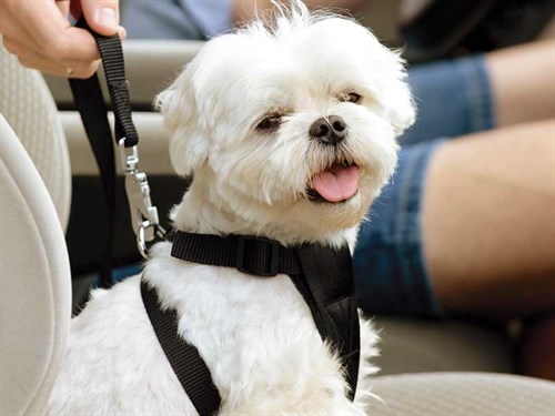 Dog -with -seatbelt