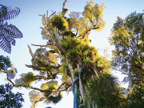 Giant -tree