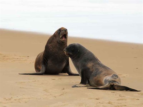 Near -the -wreck -site ,-seals -take -refuge -on -the -beach