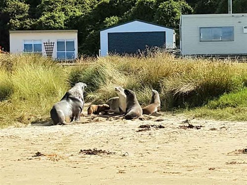 Seal -families -hang -out -happily -at -Jack 's -Bay