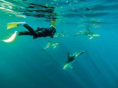 Swimming -with -the -dolphins