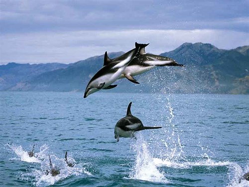 The -acrobatic -dusky -dolphins