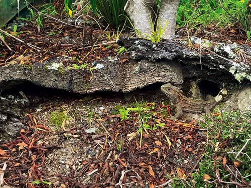 The -tuatara -is -one -of -few -animals -kept -in -captivity -here-