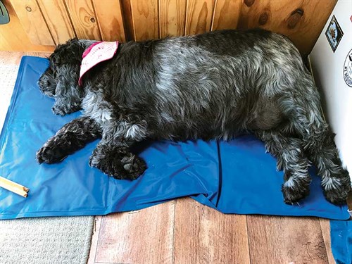 We -wouldn 't -be -without -Minnie 's -cooling -mat -in -summer!