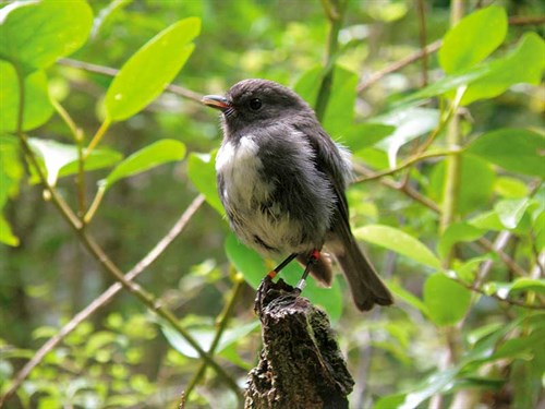 Whelan _19-Stewart -Island -robin