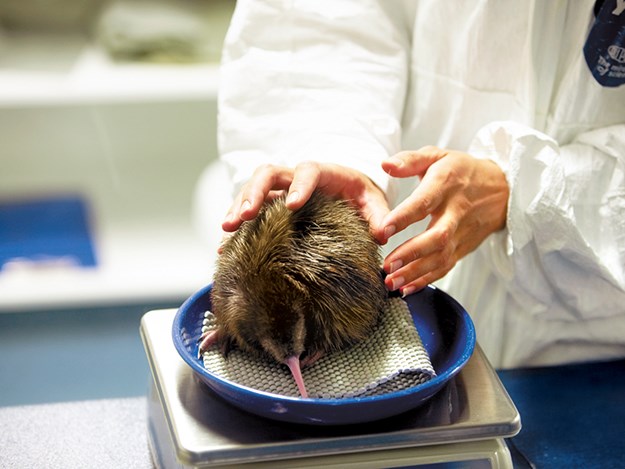 National Kiwi Trust - weighing kiwi chick.jpg