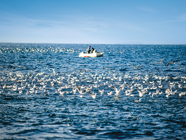 Bay of Islands fishing seabirds