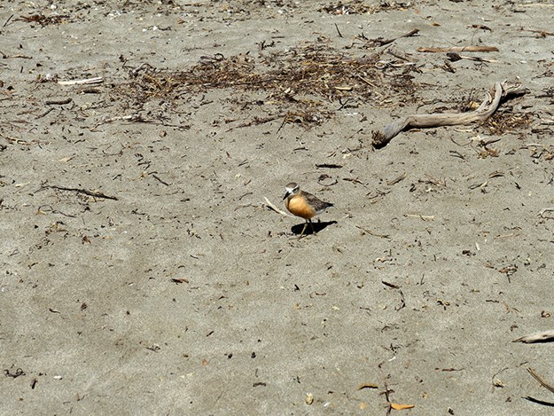 A godwit patrols the beach.jpg