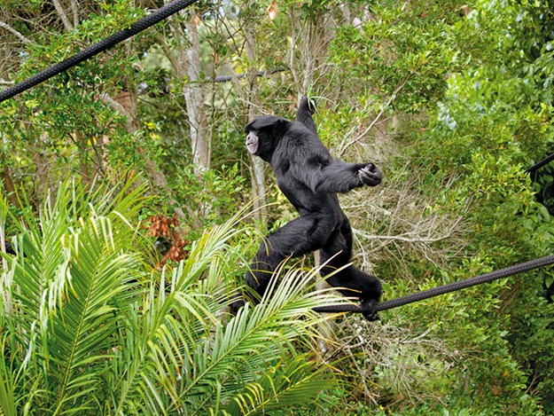 Auckland Zoo A male siamang in his arboreal habitat