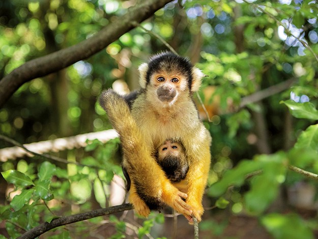 Auckland Zoo A squirrel monkey mum and baby