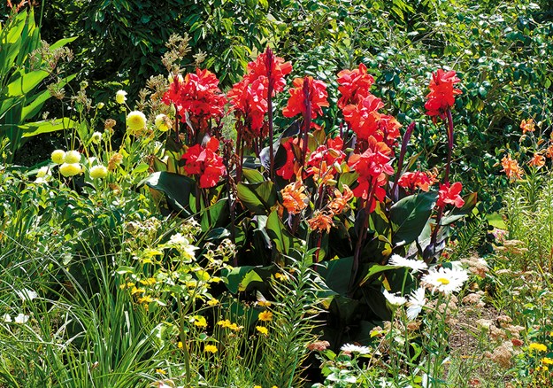 Canna lilies add a tropical feel to the Bason perennial garden