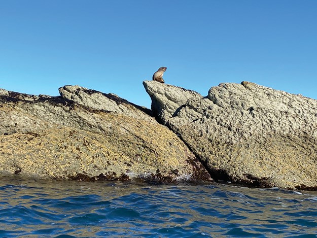 A fur seal lazing on Kaikoura Peninsula
