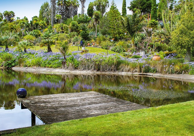 Agapanthus circle the Paloma Gardens pond
