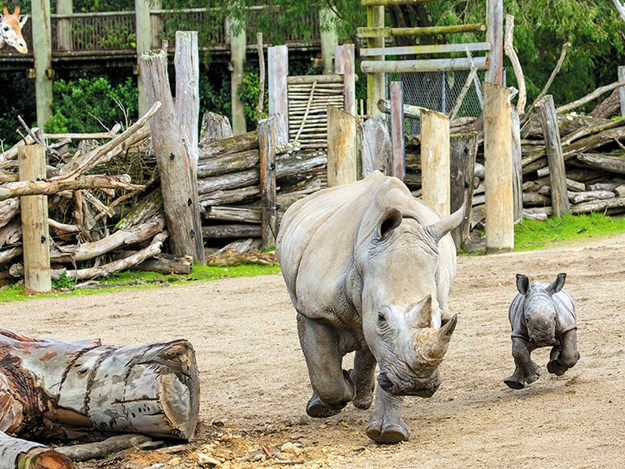 A new addition to the African section is rhino calf Nyah with mum Jamila
