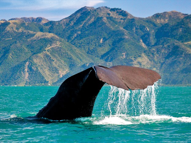 Sperm Whale - Tiaki.jpg