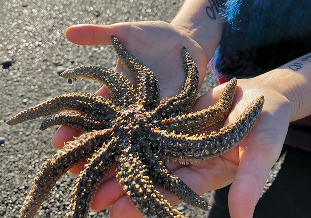 We find starfish in all shapes and sizes!.jpg