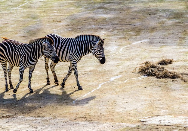 Zebras taking an afternoon stroll at Auckland Zoo