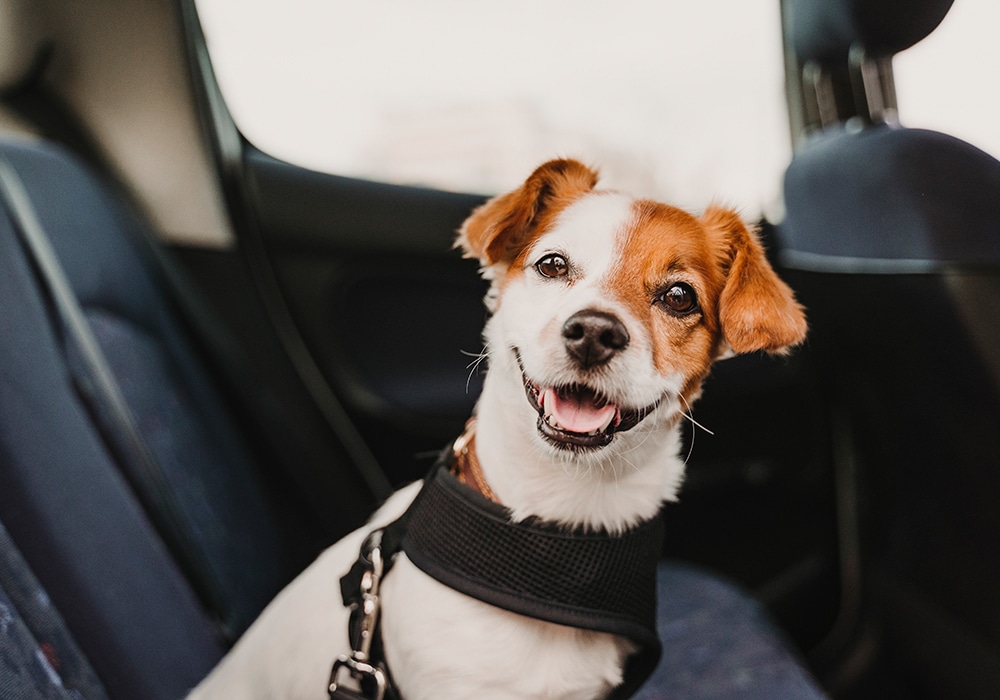 RV seat belt safety MCD pets
