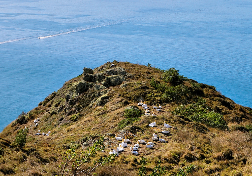 NZMCD Gannet colony on Manna Island