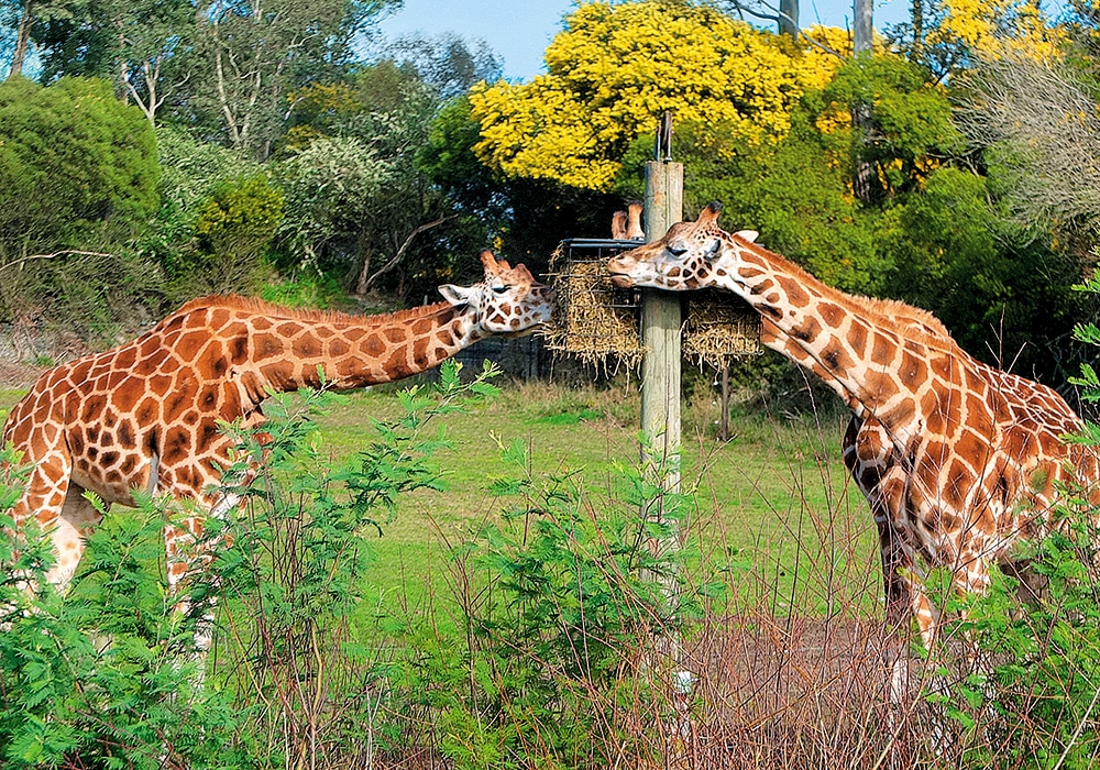 Christchurch Orana Wildlife Park