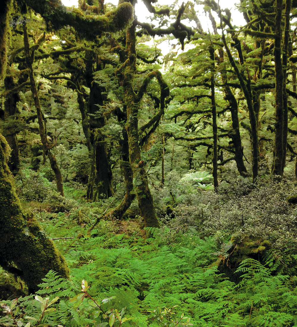 NZMCD Ancient trees near the top of Panekire Bluff
