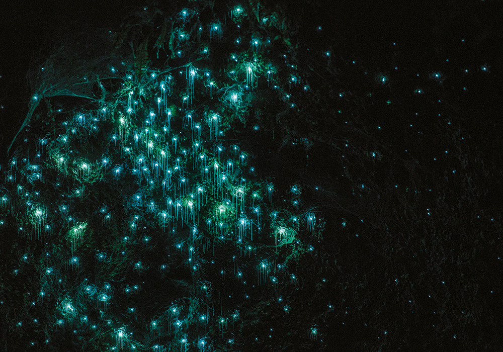 NZMCD Glow-worms putting on a majestic display