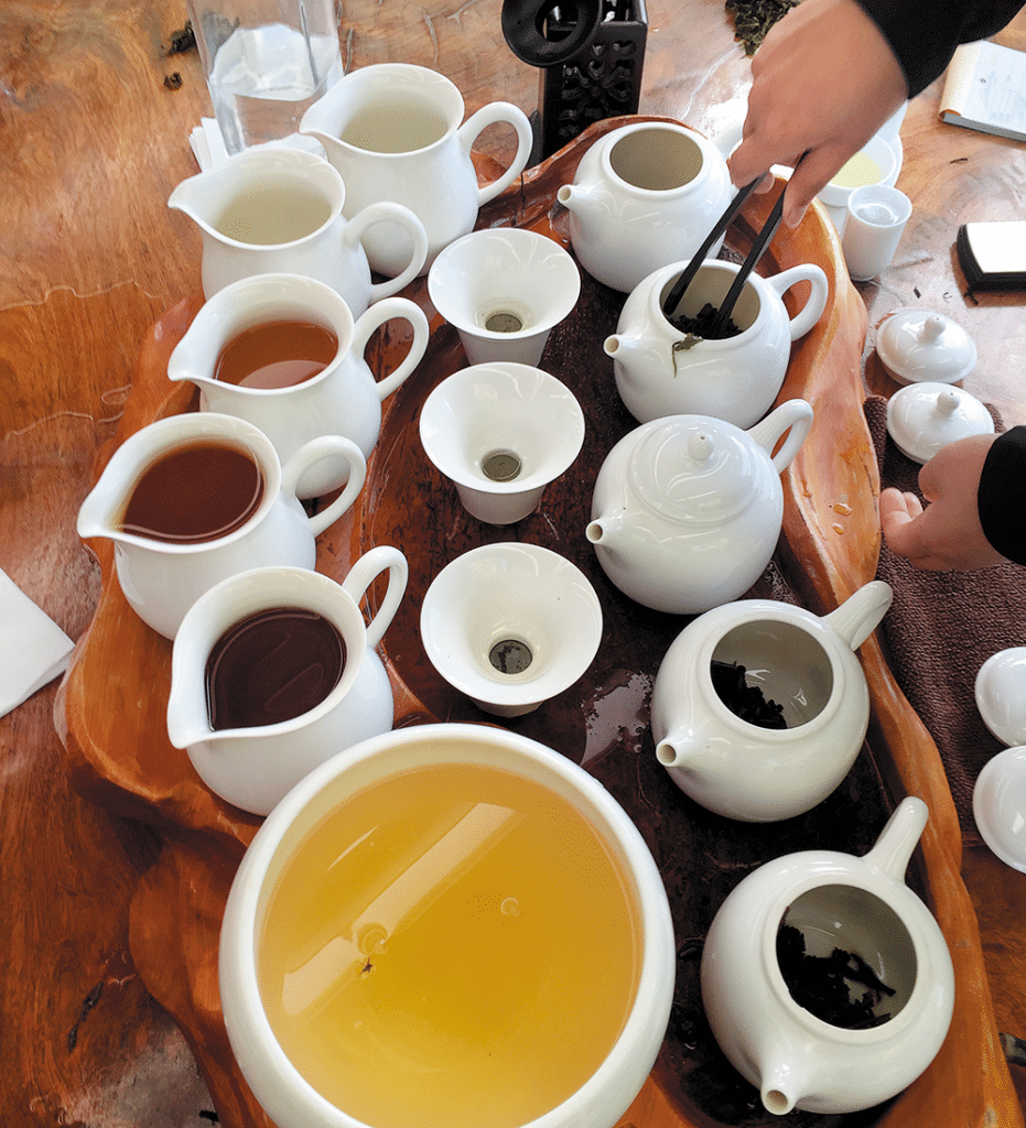 NZMCD Zealong tea tasting