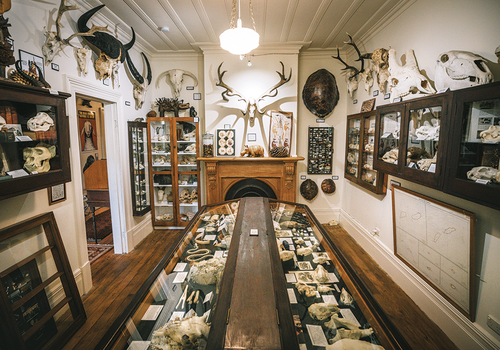 Dunedin Museum of Natural Mystery